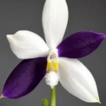 Phalaenopsis Lioulin Blue Jenny