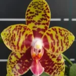 Phalaenopsis Meiderland Nice Spots 'Miro'