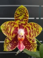 Phalaenopsis Meiderland Nice Spots 'Miro'