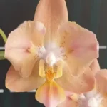 Phalaenopsis Miki Fantasy (2 Eyes)