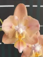 Phalaenopsis Miki Fantasy (2 Eyes)
