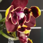 Phalaenopsis Miki Fire Bat 'Bee'