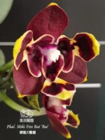 Phalaenopsis Miki Fire Bat 'Bee'