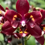 Phalaenopsis Miki Fire Bat 'Tanjirou'