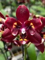 Phalaenopsis Miki Fire Bat 'Tanjirou'