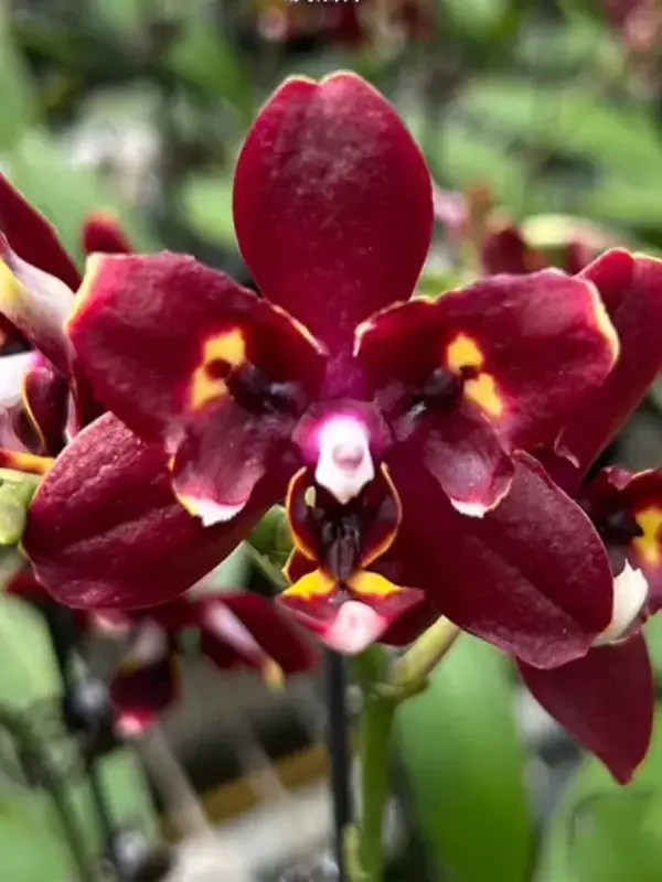 Phal. Miki Fire Bat 'Tanjirou' Phalaenopsis Miki Fire Bat 'Tanjirou' - Image 1