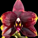 Phalaenopsis Miro Sun Beauty '3521'