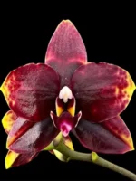 Phalaenopsis Miro Sun Beauty '3521'
