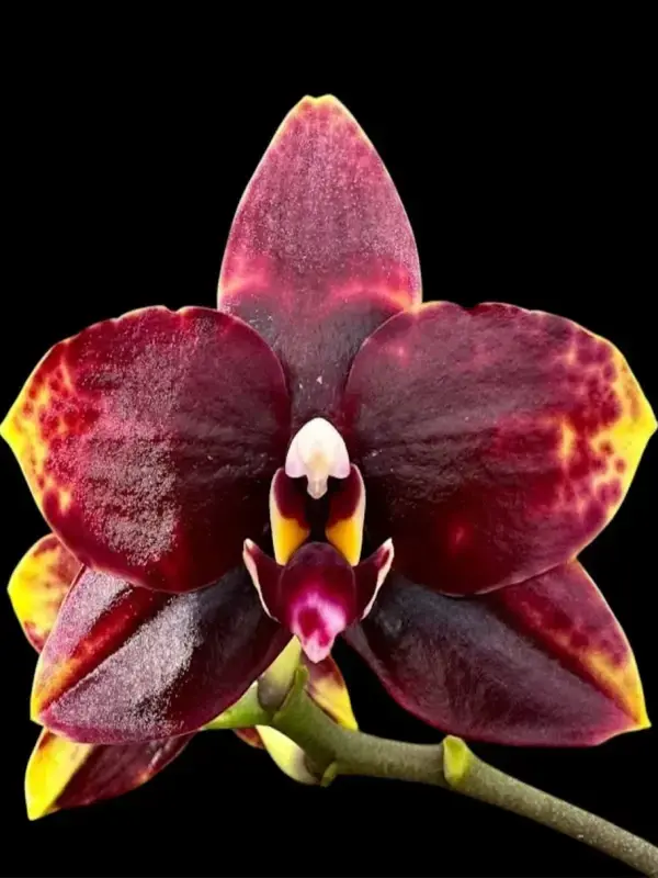Phal. Miro Sun Beauty '3521' Phalaenopsis Miro Sun Beauty '3521' - Image 1