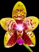 Phalaenopsis Orchid World