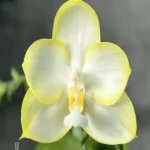 Phalaenopsis Patti Lee 'So Fragrant No Friends'