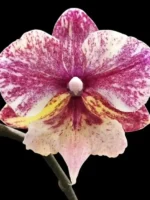 Phalaenopsis SKB Black Lace x (Brother Amar x Heliodor)
