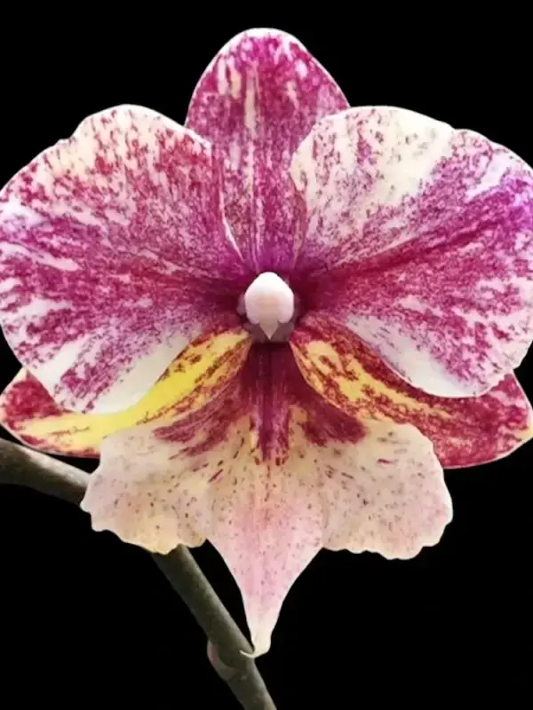 Phal. SKB Black Lace × (Brother Amar × Heliodor) Phalaenopsis SKB Black Lace x (Brother Amar x Heliodor) - Image 1