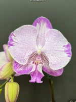 Phalaenopsis SOGO on the Mauve
