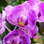 Phalaenopsis Sogo Vivien 'Variegata & Peloric'