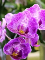 Phalaenopsis Sogo Vivien 'Variegata & Peloric'