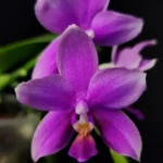 Phalaenopsis Timothy Christopher x Bellina