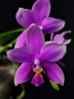 Phalaenopsis Timothy Christopher x Bellina