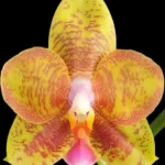 Phalaenopsis Tong Yi Yu Shiou