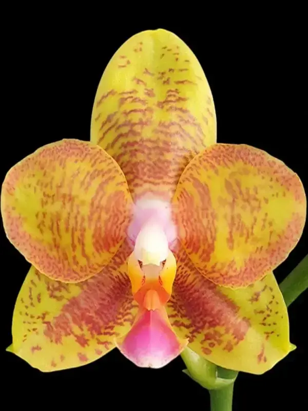 Phal. Tong Yi Yu Shiou Phalaenopsis Tong Yi Yu Shiou - Image 1