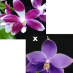 Phalaenopsis Yaphon All Friends '724' x Speciosa 'Purple'