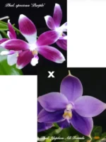 Phalaenopsis Yaphon All Friends '724' x Speciosa 'Purple'
