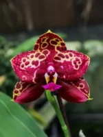 Phalaenopsis Yaphon Black Rose