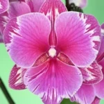 Phalaenopsis Younghome Sunday