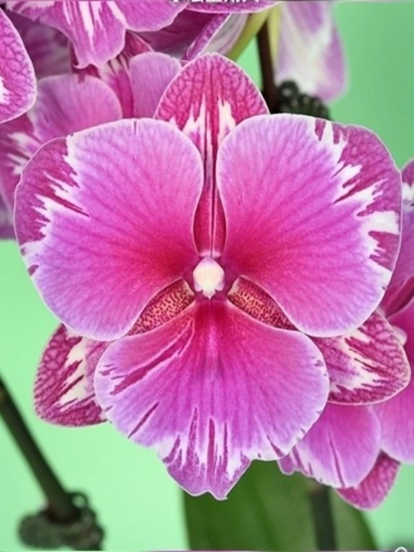 Phal. Younghome Sunday Phalaenopsis Younghome Sunday - Image 1