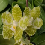 Phalaenopsis gigantea var. alba x sib