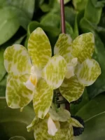 Phalaenopsis gigantea var. alba x sib