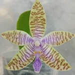 Phalaenopsis Lueddemanniana var. coeruela x sib