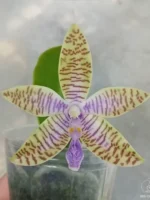 Phalaenopsis Lueddemanniana var. coeruela x sib
