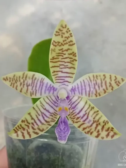 Phal. lueddemanniana var. coerulea × sib 1 &bull; Ελληνικές Ορχιδέες &bull; Μοναδικές ορχιδέες με στυλ και αρώματα!