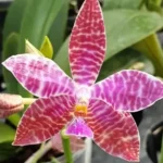 Phalaenopsis Lueddemanniana x sib (Long Pedicels)