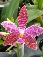 Phalaenopsis Lueddemanniana x sib (Long Pedicels)