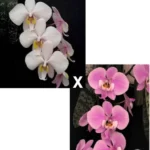 Phalaenopsis Philippinensis x Schilleriana