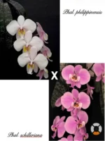 Phalaenopsis Philippinensis x Schilleriana