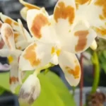 Phalaenopsis speciosa 'Purple Coffee' x sib