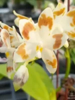 Phalaenopsis speciosa 'Purple Coffee' x sib