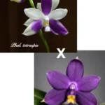 Phalaenopsis Tetraspis x Violacea var. indigo