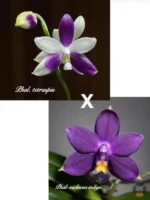 Phalaenopsis Tetraspis x Violacea var. indigo