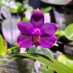 Phalaenopsis Violacea var. Indigo 'Jiaho Blue Moon'