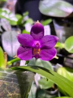 Phalaenopsis Violacea var. Indigo 'Jiaho Blue Moon'