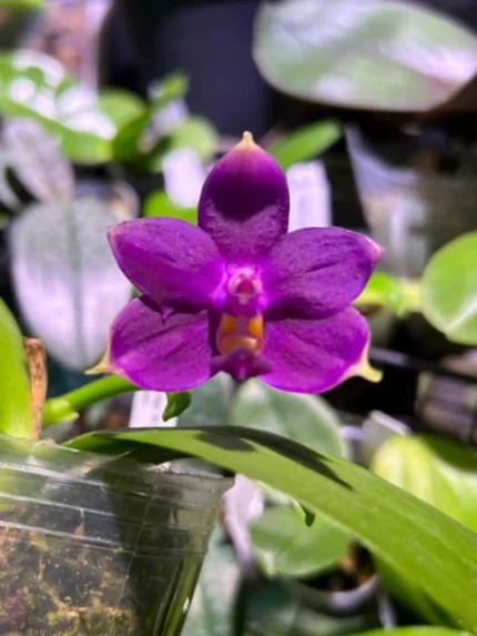 Phal. violacea var. indigo Jiaho Blue Moon &bull; Ελληνικές Ορχιδέες &bull; Μοναδικές ορχιδέες με στυλ και αρώματα!
