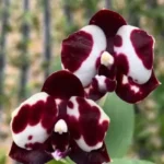 Phalaenopsis Mituo Sunrise 'Snow Red' x Mituo Blue Cat