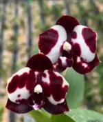 Phalaenopsis Mituo Sunrise 'Snow Red' x Mituo Blue Cat