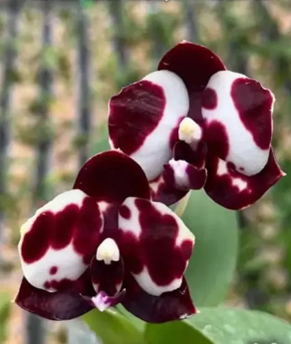 Phal._Mituo_Sunrise_Snow_Red_A_151__Mituo_Blue_Cat_e_138__177_2 Phalaenopsis Mituo Sunrise 'Snow Red' x Mituo Blue Cat - Image 1