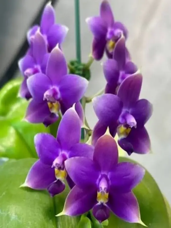 Phal_violacea_var_indigo_×_sib Phalaenopsis Violacea var. indigo x sib - Image 1