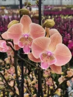 Phalaenopsis - Nina